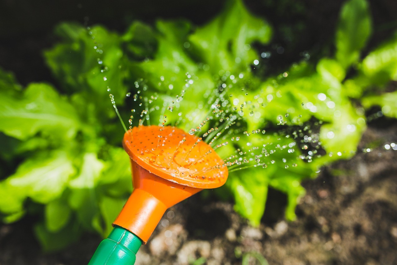 watering hose and plant