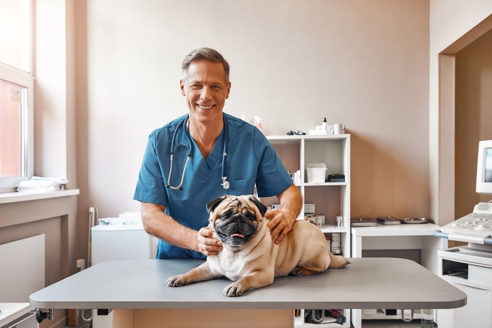 Lifesaving Work: A Veterinarian’s Daily Routine