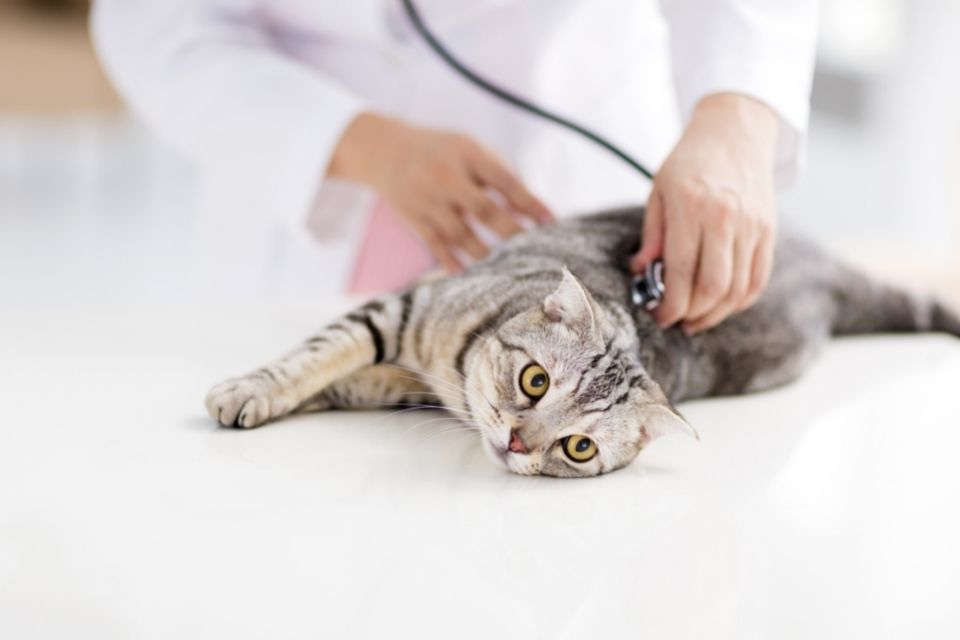 What To Budget for When Starting a Veterinary Clinic