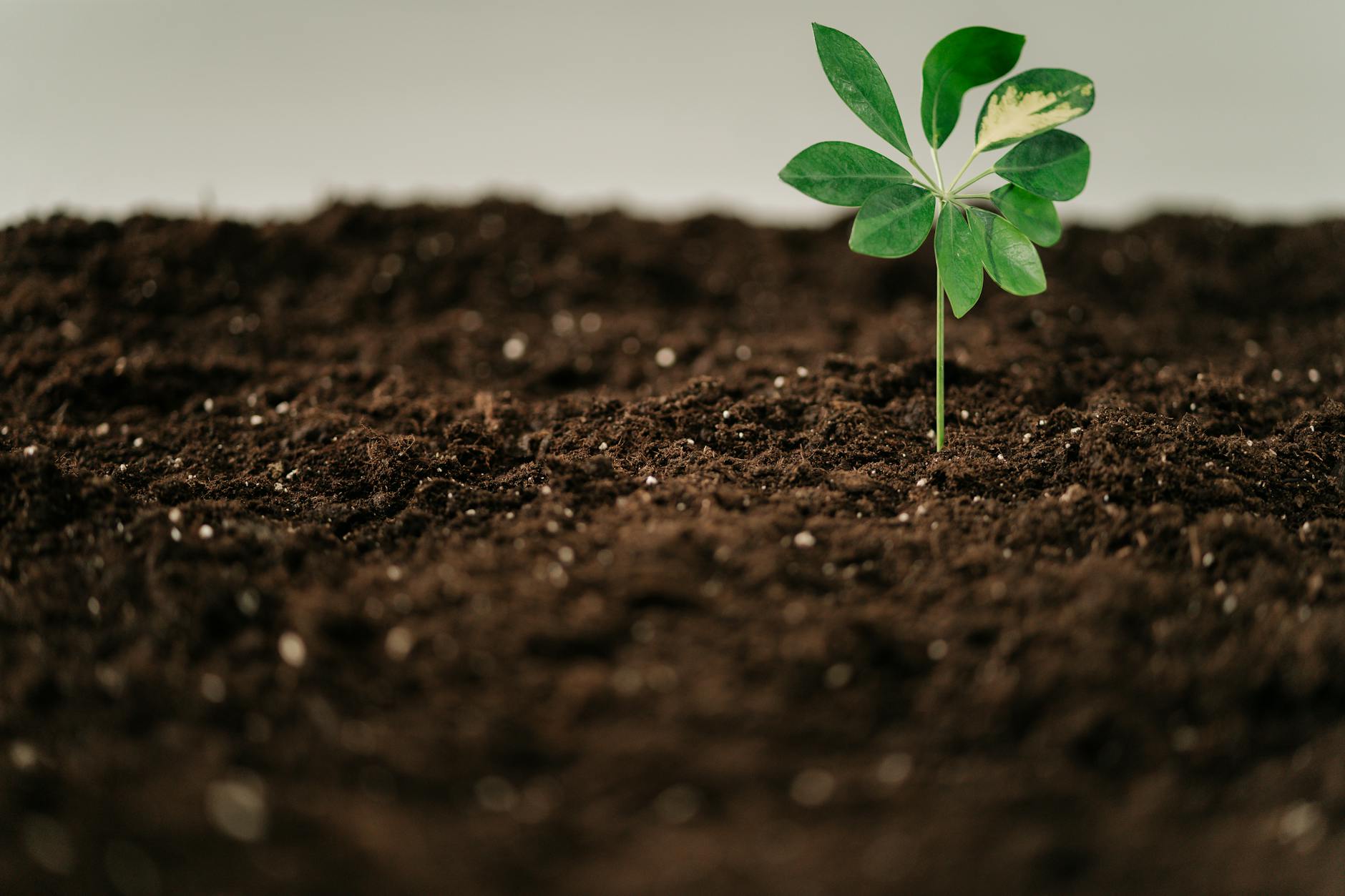 a green plant on a brown soil seed selection