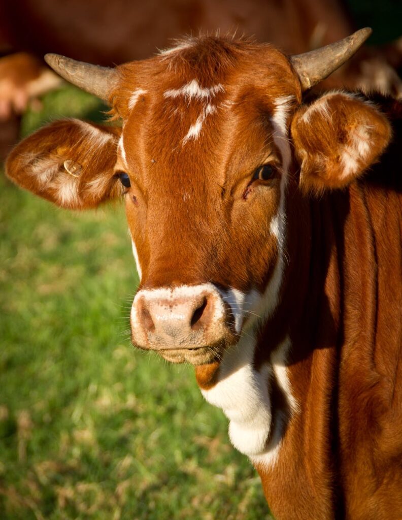 field australia farm brown