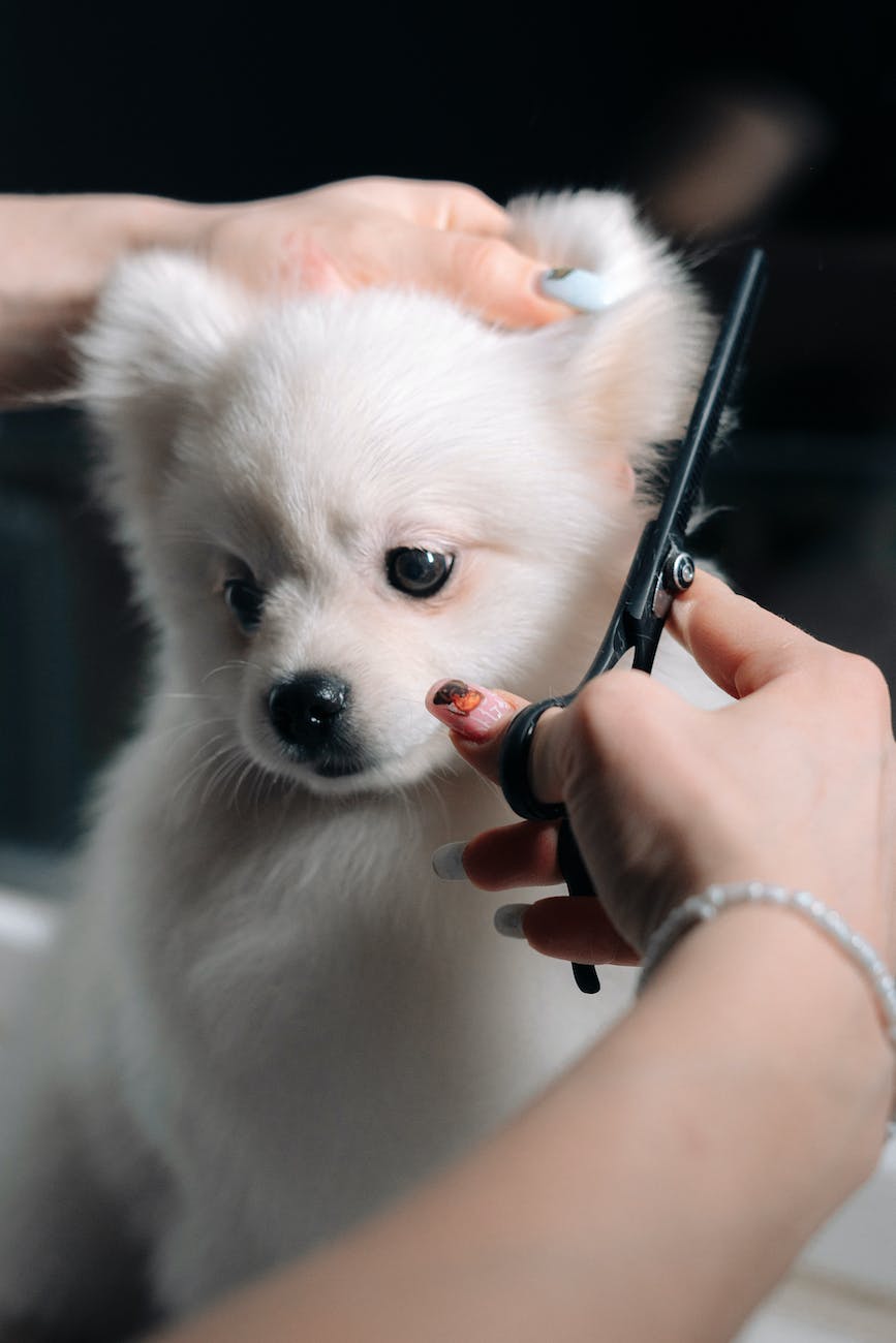 woman cutting dogs hair