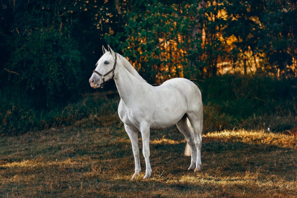 white horse on brown grass field