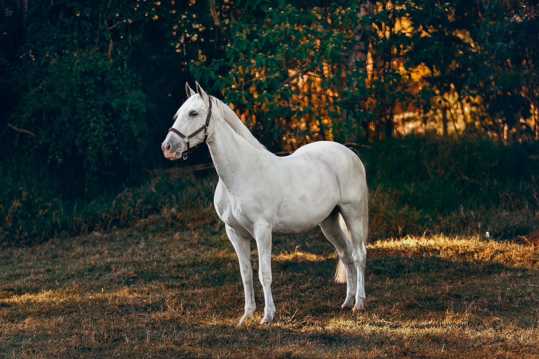 white horse on brown grass field