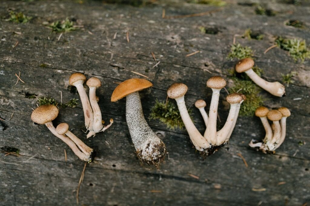 Golden Teacher Mushrooms