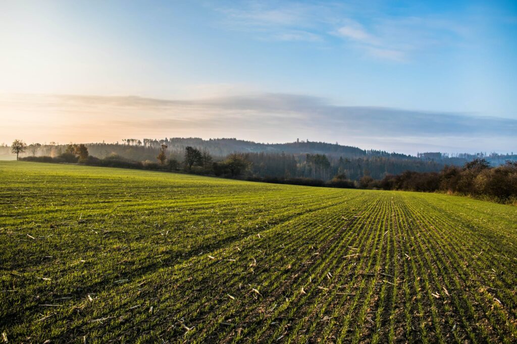green grass field under the blue sky
