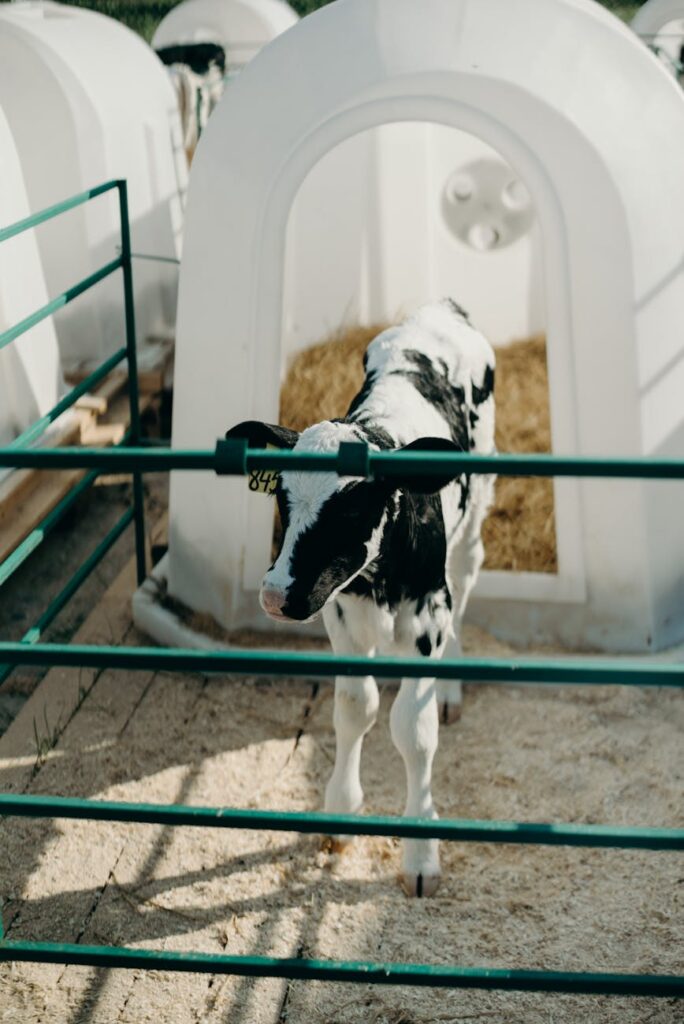 white and black calf