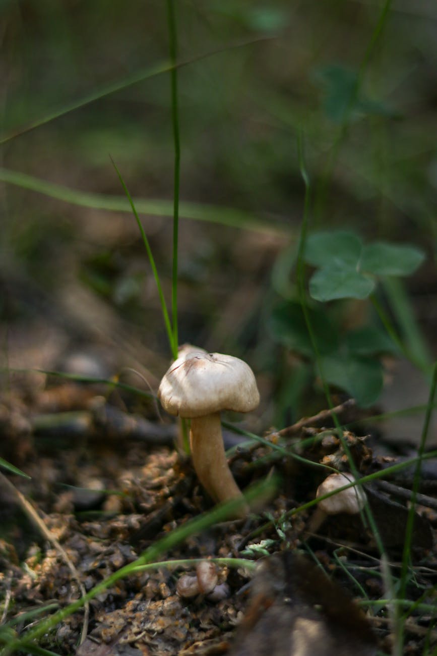 magic mushroom on soil