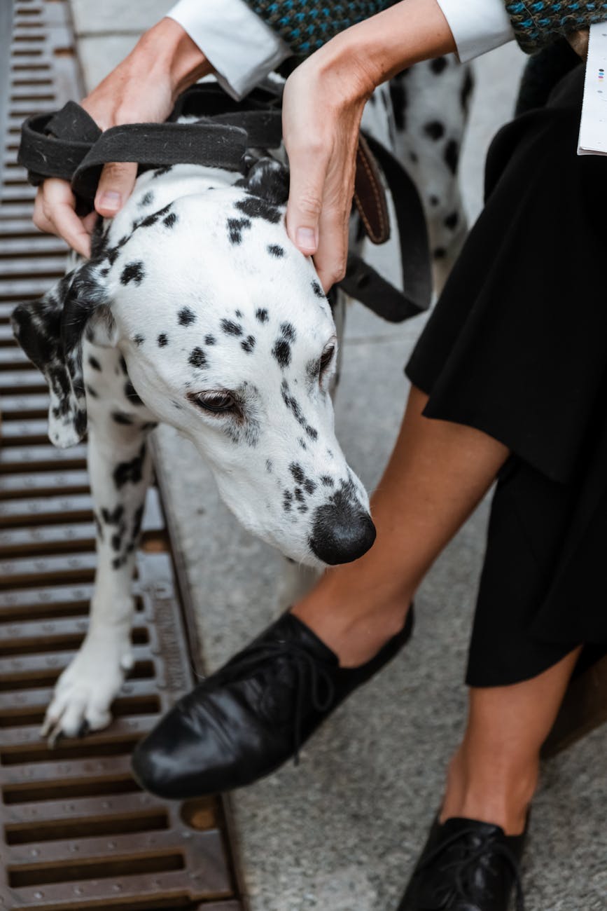 woman in black and white dalmatian