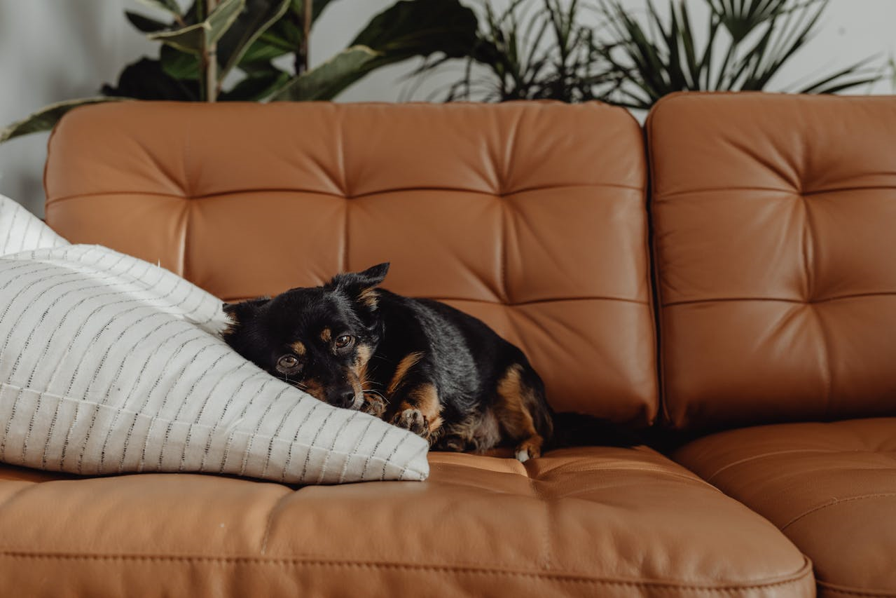 dog lying on sofa