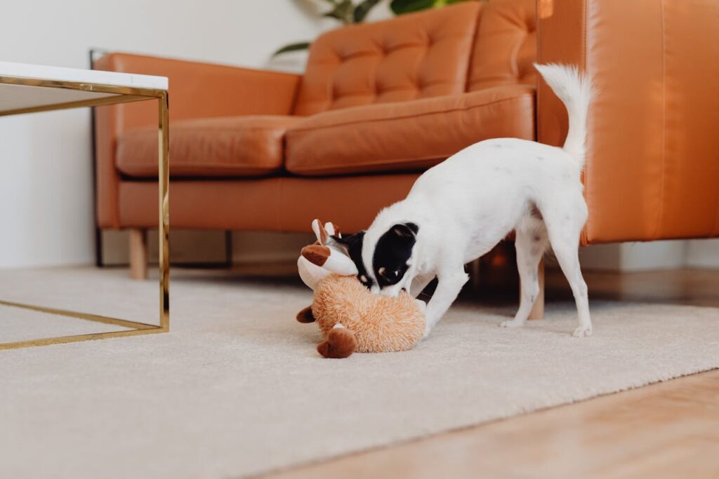 dog playing with toy in living room