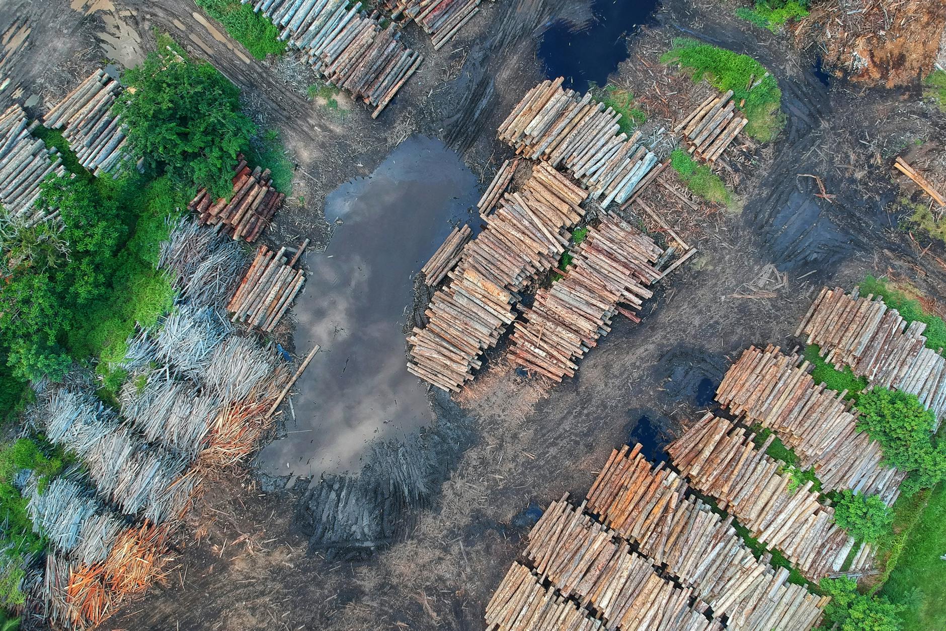 bird s eye view of woodpile