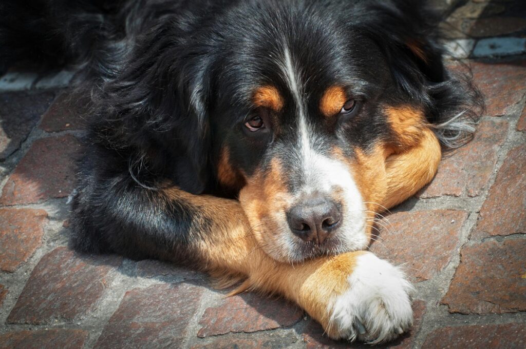 Paws and Regulations Ensuring Your Pet-Friendly Business Is Compliant