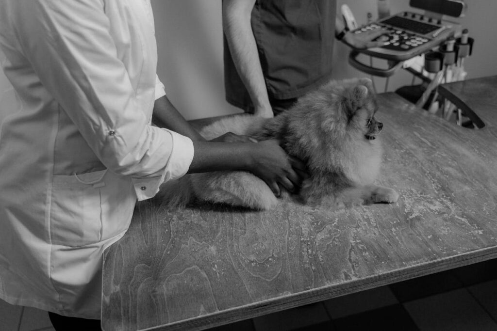 How to Spot Early Signs of Skin Conditions in Dogs