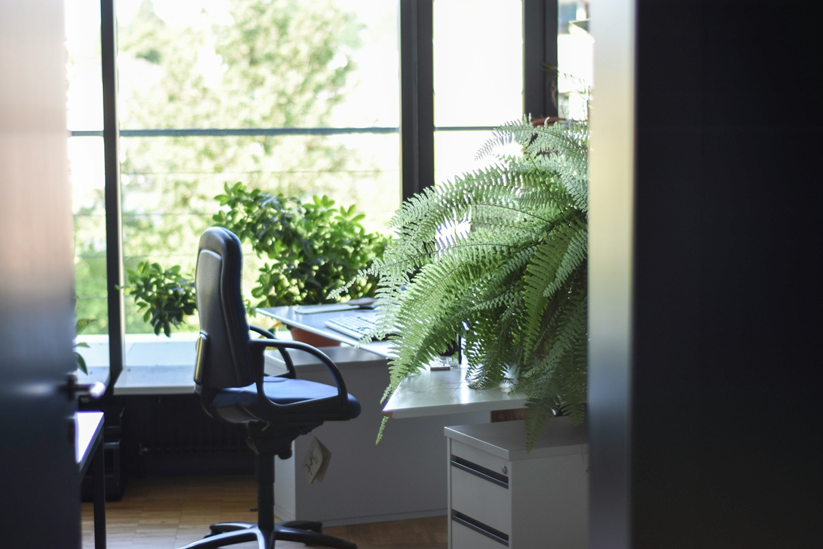 plant on office desk