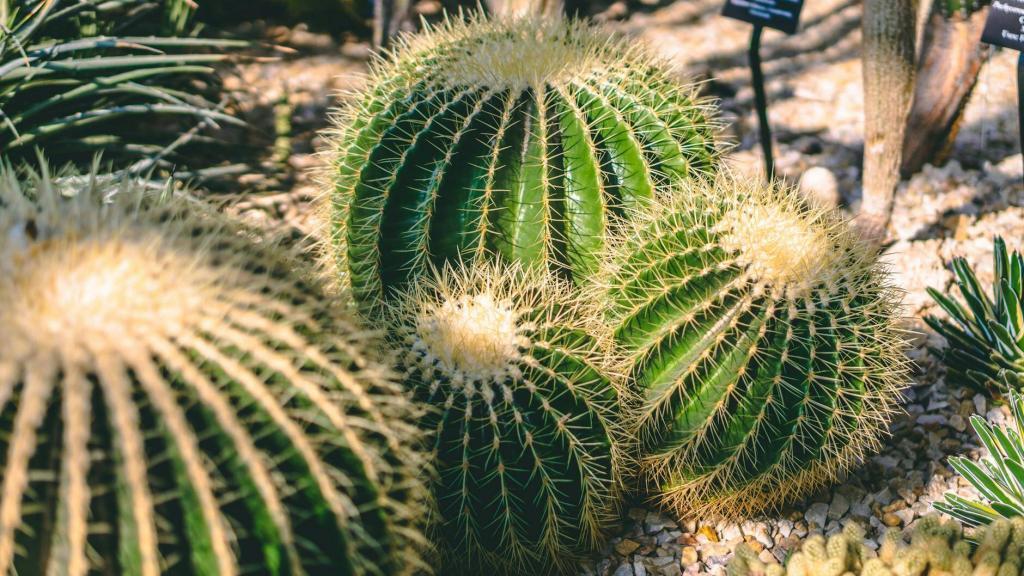 green cactus plants