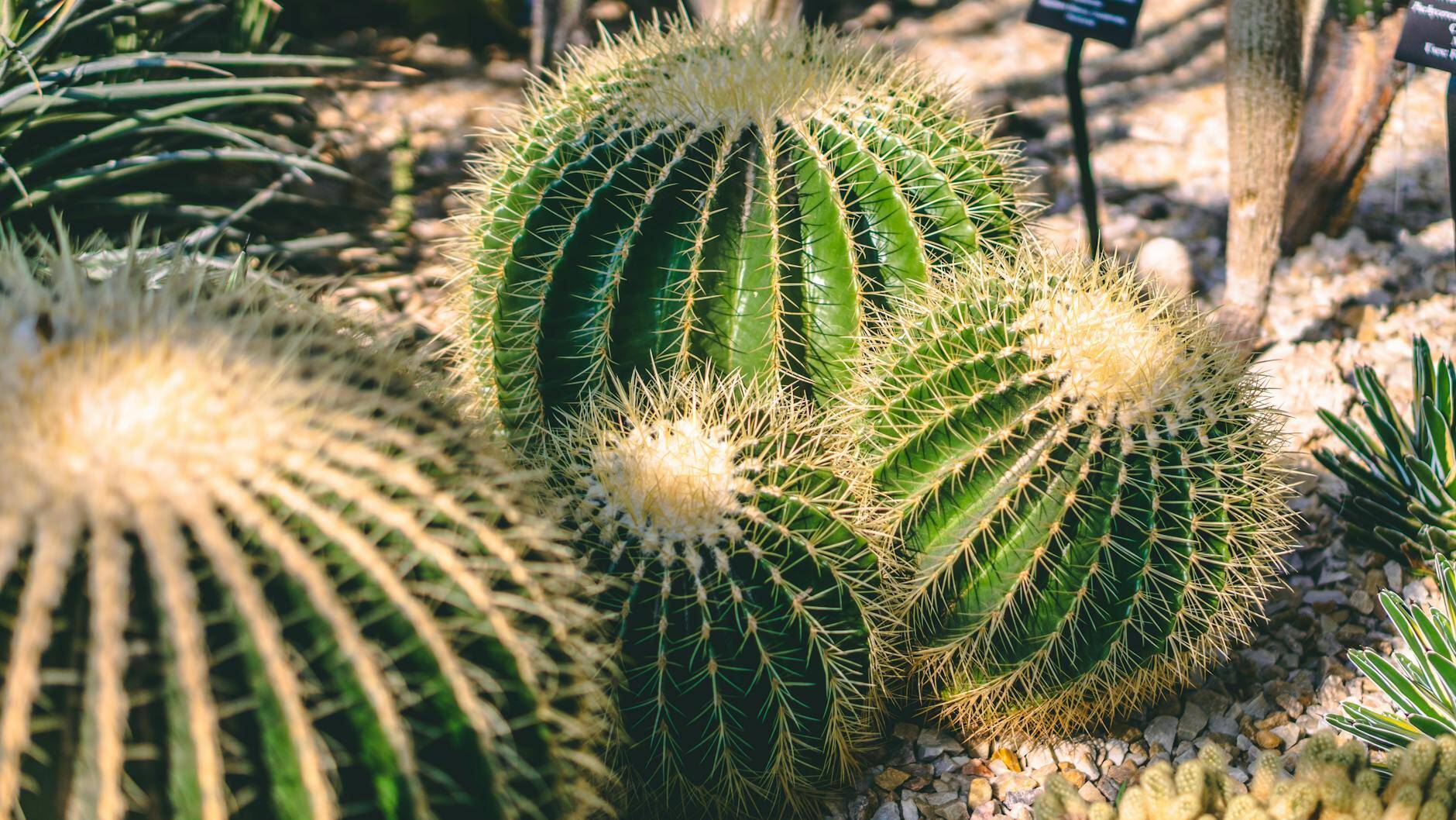 green cactus plants