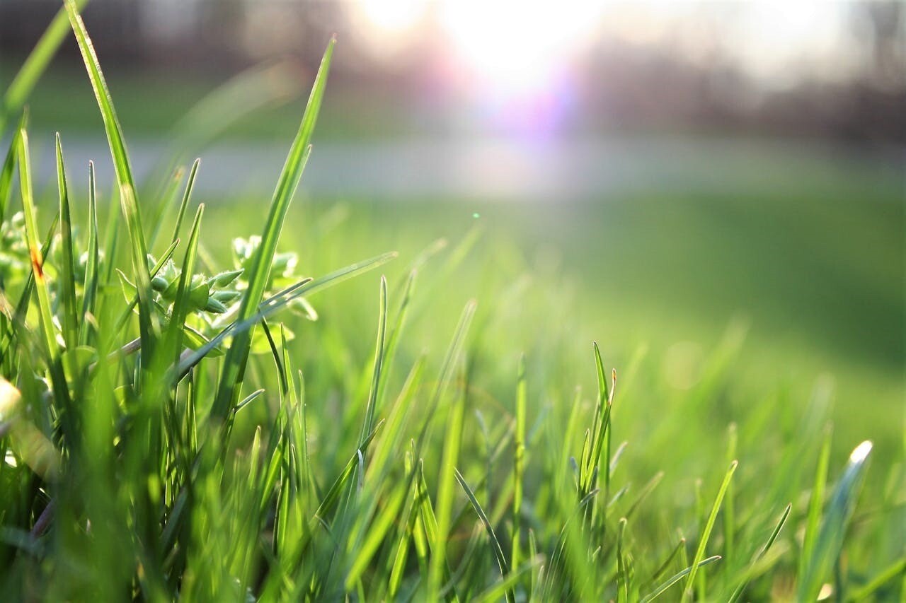 Why Businesses Should Consider Using Lawn Care Services