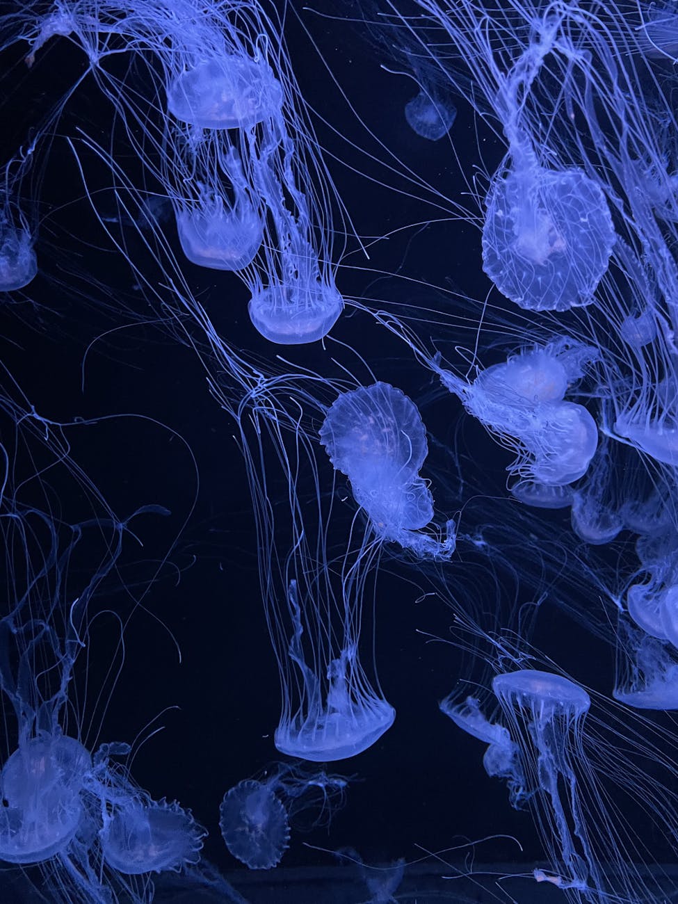 captivating blue jellyfish in dark water