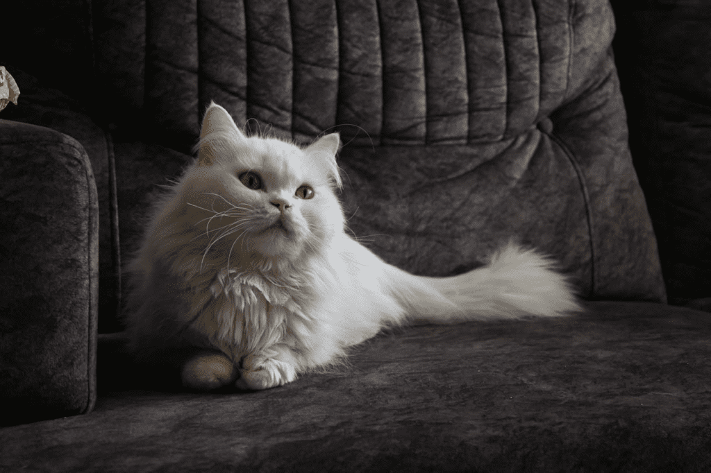 Fluffy White Cat Resting on a Cozy Sofa Indoors - Lead Grow Develop - Business, Technology, Personal Development Fluffy White Cat Resting on a Cozy Sofa Indoors