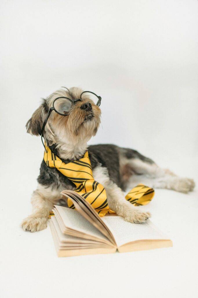 Dog wearing round glasses and a yellow striped bow tie, reading an open book on a white background, humorous scholarly pose