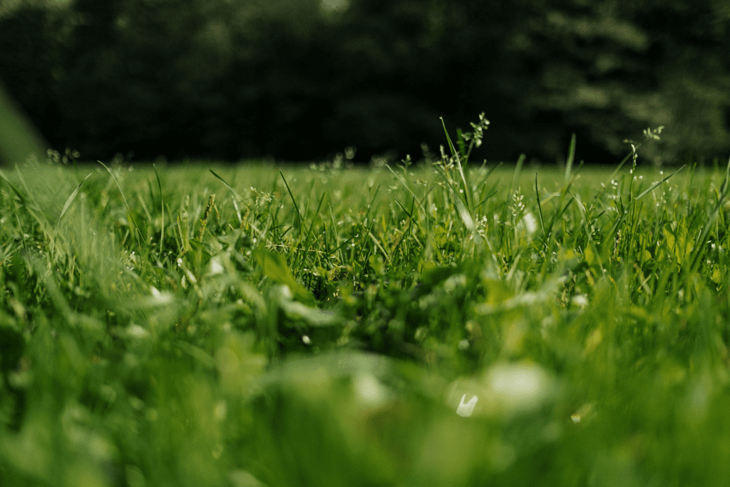 image - Lead Grow Develop - Business, Technology, Personal Development Close-up of fresh green grass blades in a sunlit field, with a dark, blurred background.