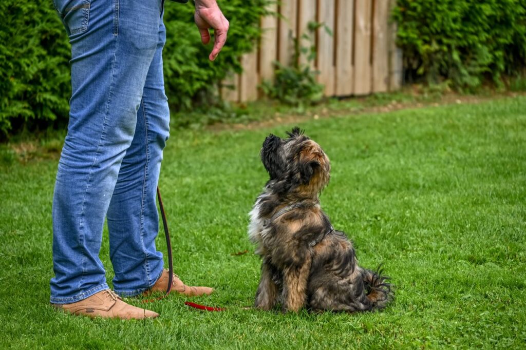 A Tibetan Terrier dog sitting attentively for training in a backyard setting