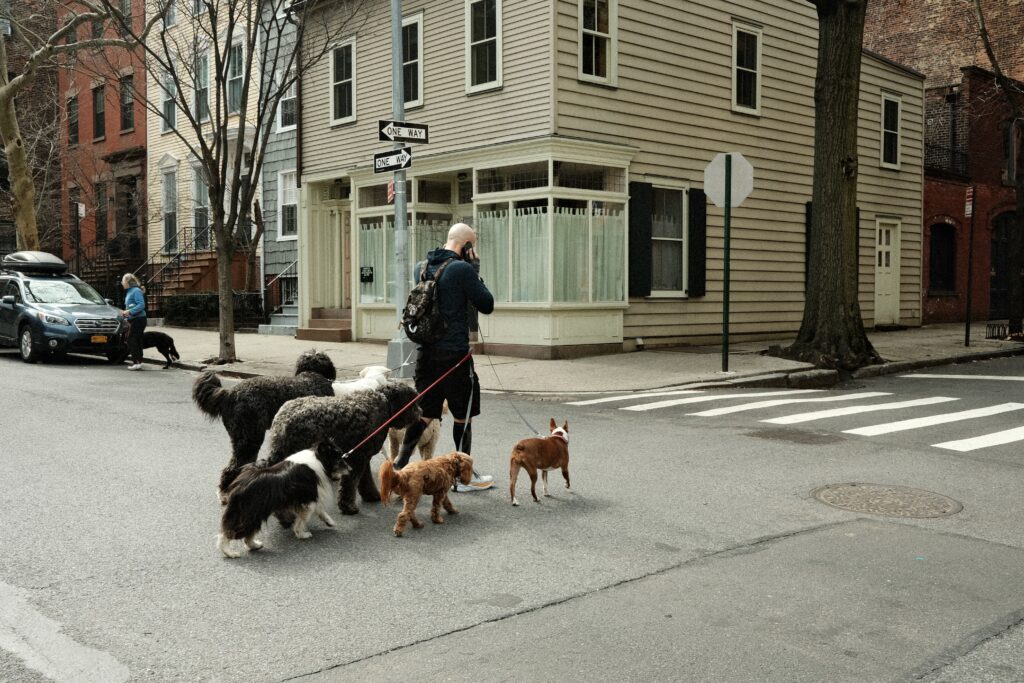 Safety First How to Handle Off-Leash Dogs as a Walker