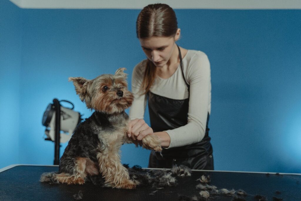 Groomer trims a small schnauzer on a grooming table against a blue wall.