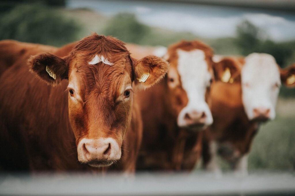 image - Lead Grow Develop - Business, Technology, Personal Development Close-up of a brown cow with a white forehead patch, standing with others in a pasture.