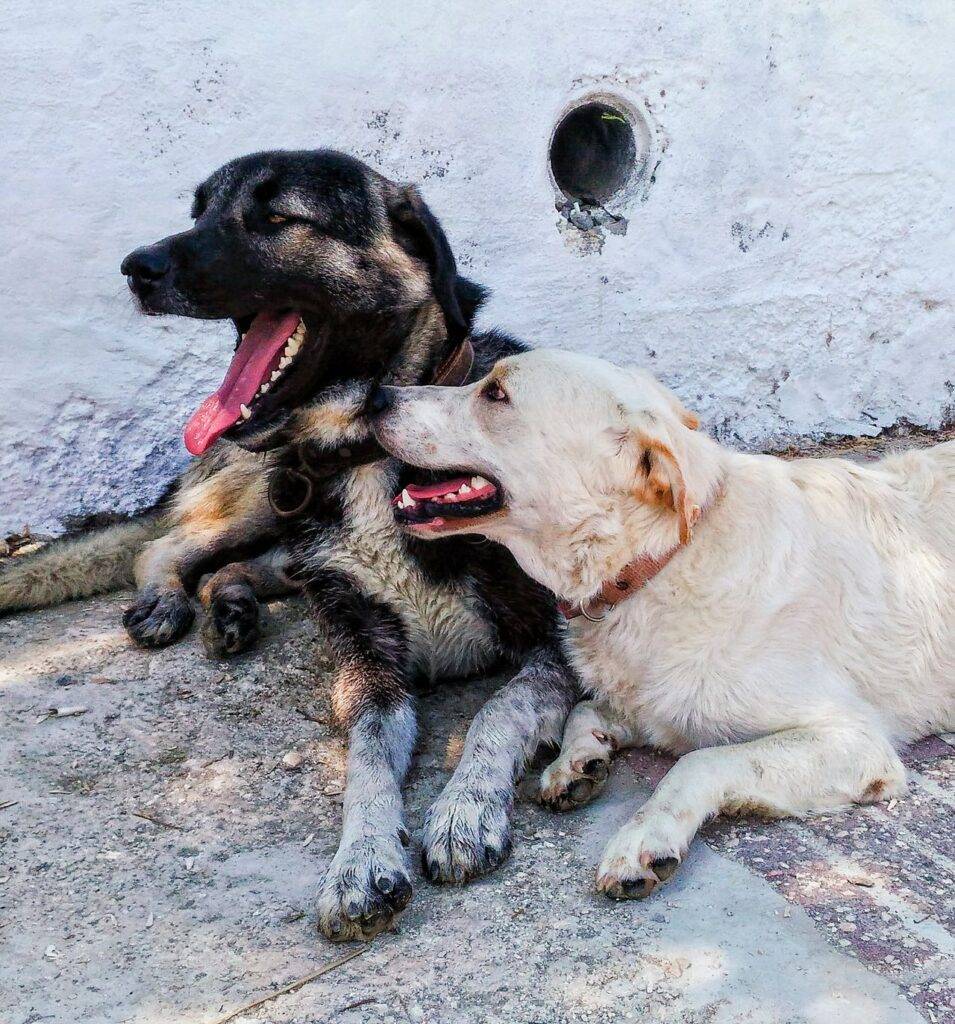 Adorable black and white dogs relaxing outdoors, enjoying a sunny day.