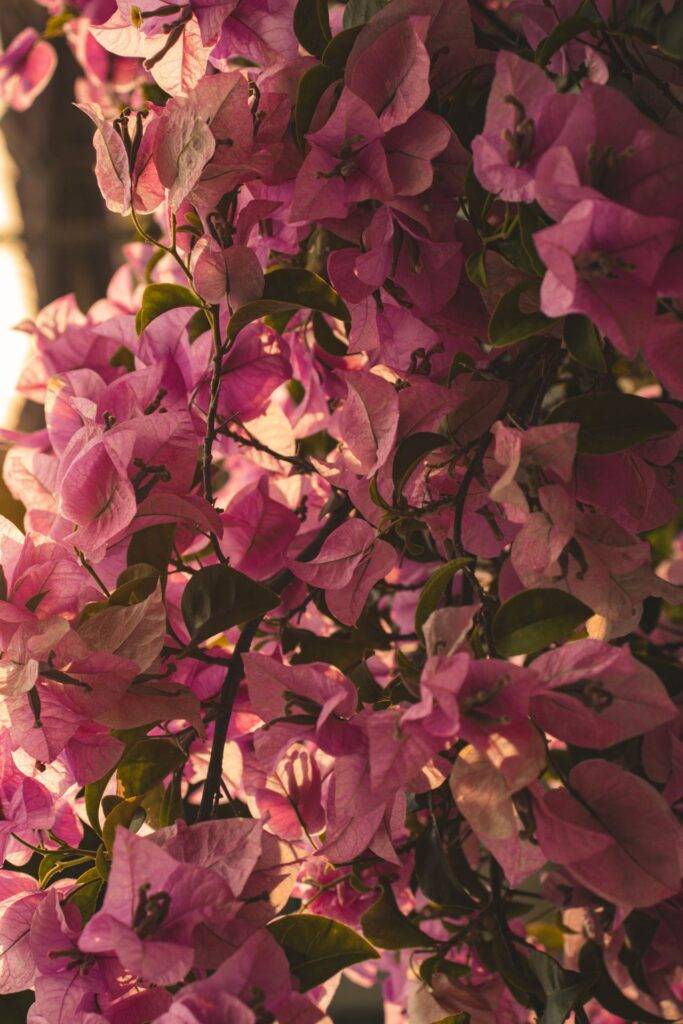 A stunning capture of vibrant pink bougainvillea flowers blooming in the spring sunlight.