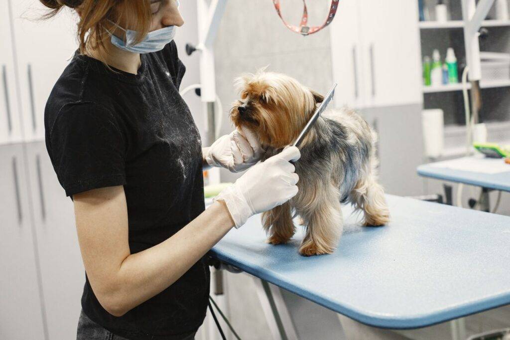A groomer trims a small dog's fur at a modern pet salon indoors.